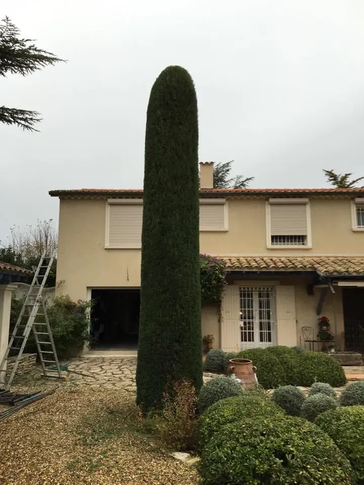 taille et entretien haie (11)